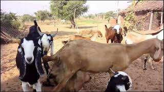 Bakra Bakri Farming  Beautiful Goat Sound Video At Goat Farming [upl. by Hannie]