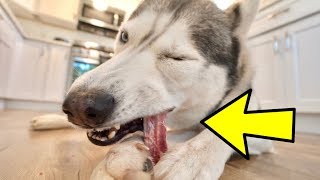 How To Naturally Clean Dogs Teeth [upl. by Luehrmann179]