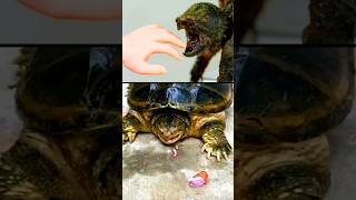 The most dangerous turtle in the world shorts [upl. by Eitac]