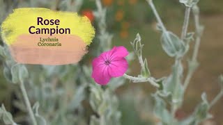 Rose Campion  Lychnis Coronaria Propagation tips using seeds and through division of the Rosette [upl. by Ayamahs]