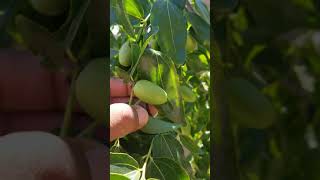 2 in 1 planting Sugarcane and GA866 jujube trees [upl. by Anthony189]