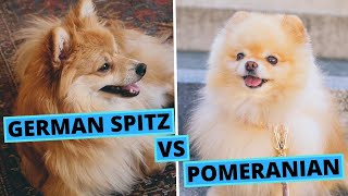 Pomeranian vs German Spitz  Differences and Similarities  Breed Comparison [upl. by Justinn]