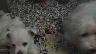 West Highland Terrier Puppies [upl. by Siramad]