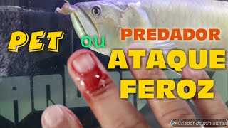 Aruanã Pet ou Predador Cena Extra Flagra Ataque Arowana Pet or Predator  Bônus HD [upl. by Scully]