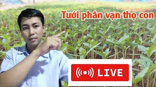 tưới phân cho vạn con có được không  huỳnh thủy tinh vlog [upl. by Gerhardine]