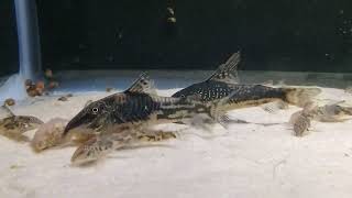 S barbatus pair feeding with juveniles [upl. by Sibylle844]