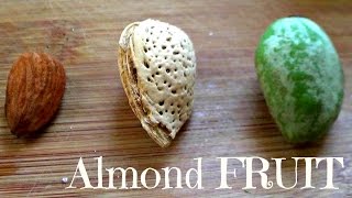 Almonds are a Fruit  Green Almond Review  Weird Fruit Explorer  Ep 107 [upl. by Maupin50]