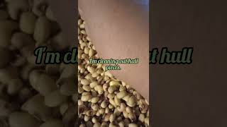 Checking Purple Hull Peas Before Freezing ASMR ASMRSounds purplehullpeas presevingtheharvest [upl. by Brom]