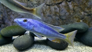 Malawi Trout Champsochromis Caeruleus Breeding Group [upl. by Landel585]