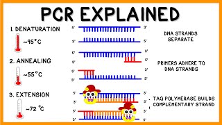 PCR Polymerase Chain Reaction Explained [upl. by Haeli]