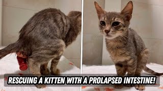 Rescuing a kitten with a prolapsed intestine [upl. by Armbruster]