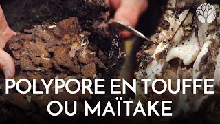 Polypore en touffe poule des bois ou maïtake [upl. by Earized]