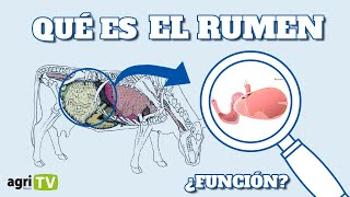 ⚠️ Qué es el RUMEN y CUÁL ES SU FUNCIÓN ⚠️ [upl. by Rovaert200]