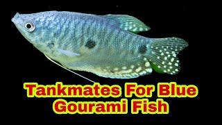 Blue Gourami Fish Tankmates [upl. by Alexandre]