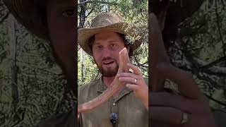 How to make a Hunting Boomerang survival bushcraft traditional camping outdoorlife hunting [upl. by Parfitt]