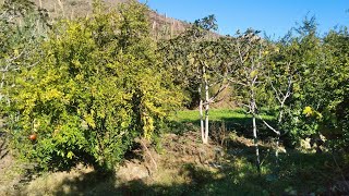 اكتشف أجواء ريفية خلابة في مزرعة بواد غيس بين جبال الريف المغربية الحسيمة villagelife [upl. by Eninahs]