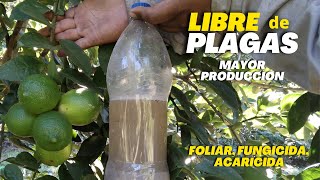 Libre de plagas y mayor producción de limón  Potente Foliar Fungicida Acaricida para Limonero [upl. by Gerhard]