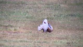 Great Bustard Extremadura 5th April 2019 [upl. by Magda]