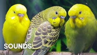 Budgies singing in Pet Store  Parakeet Sounds  1 Hour [upl. by Farris743]