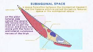 What Is The Subinguinal Space The subinguinal space Femoral canal  Anatomy The Inguinal Region [upl. by Anasor92]