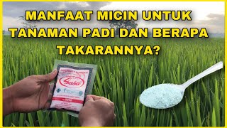 Manfaat Micin Untuk Tanaman Padi  Berapa Dosis Per Tangki 16 Liter [upl. by Imena]