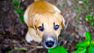 Black Mouth Cur  Top Dog Facts You Need To Know [upl. by Annel]