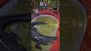 120YearOld Croc BREAKS World Record [upl. by Nataline232]