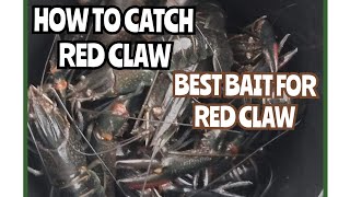 How to catch red claw  Best bait for red claw  Boondooma Dam  Australia [upl. by Eislehc]