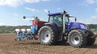 Maislegen am 30 April 2023 mit New Holland T7 250 Monosem NG PLUS 4 7 REIHIG am Betrieb von Biogas A [upl. by Onaicram404]