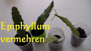 Kaktus Epiphyllum vermehren Ableger Steckling bewurzeln  Blattkaktus vermehren [upl. by Shakespeare]