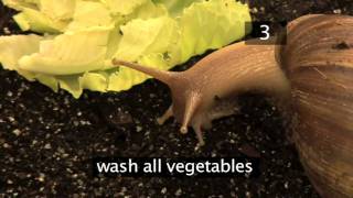 How To Care For Giant African Land Snails [upl. by Casaleggio]