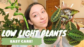 LOW LIGHT HOUSEPLANTS  best low light indoor plants [upl. by Gonagle]