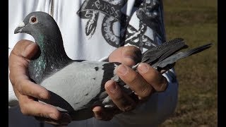 350 Miles GHC Classic Pigeon Race  Full Event [upl. by Jannelle]