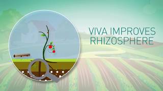 Viva rhizosphere improver [upl. by Enoitna]