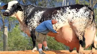 Girlando Cow amp HF Cow  Highest 👍 Milking Cows In The World [upl. by Acile]