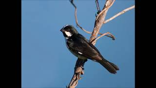 Sporophila Lineola Lined Seedeater [upl. by Dollie973]