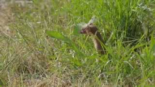 Longtailed Weasels Move Into a New Burrow [upl. by Isahella]