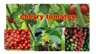 349  🍒 cherry tomatos  natural  terrace garden [upl. by Kurtis]