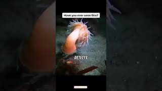 WATCH THIS Anemone FLEES From Sea Star  oceanlife [upl. by Remmer]