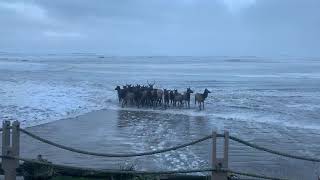 Onlookers Witness Herd of Elk Running Through Surf on Oregon Beach [upl. by Darla49]