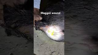 Maggot wound in cute buffalo baby buffalo calf shorts maggot irishelk buffaloed treat cow [upl. by Areip]