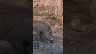 Wild Encounters of Crocodiles Hunting Prey crocodille [upl. by Anirret]