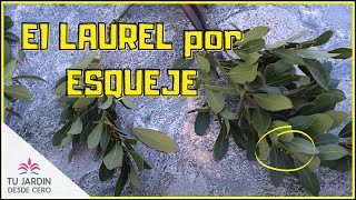 Cómo Reproducir el Laurel por Esquejes 🌳 [upl. by Avrom380]