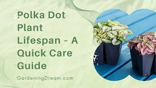 Polka Dot Plant Lifespan – A Quick Care Guide [upl. by York419]