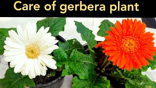 Care of gerbera plant how to grow n care winter flowering plant gerbera [upl. by Oker848]