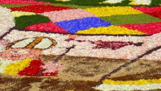 Umbria  Spello  INFIORATA [upl. by Anahir]