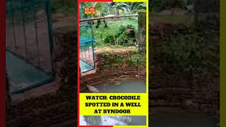 Watch Crocodile Spotted in a Well At Byndoor of in Udupi District  SoSouth [upl. by Bernard686]