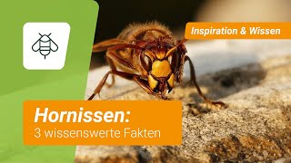 Hornissen 3 wissenswerte Fakten [upl. by Mussman]