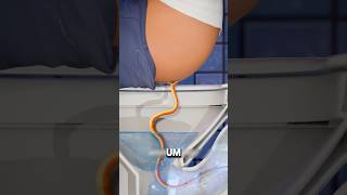 COBRA NO VASO SANITÁRIO 😱 curiosidades impressionante curiosidade [upl. by Scales428]