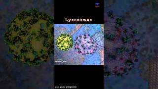 Lysosome Function short intro  cytology [upl. by Nwadal]